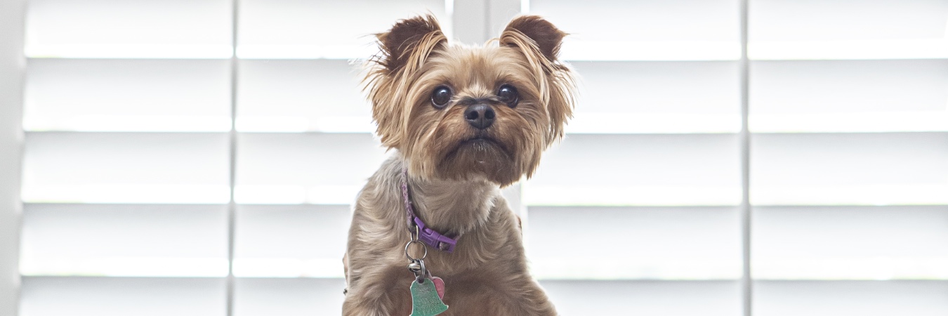 Dog in front of plantation shutters in San Antonio